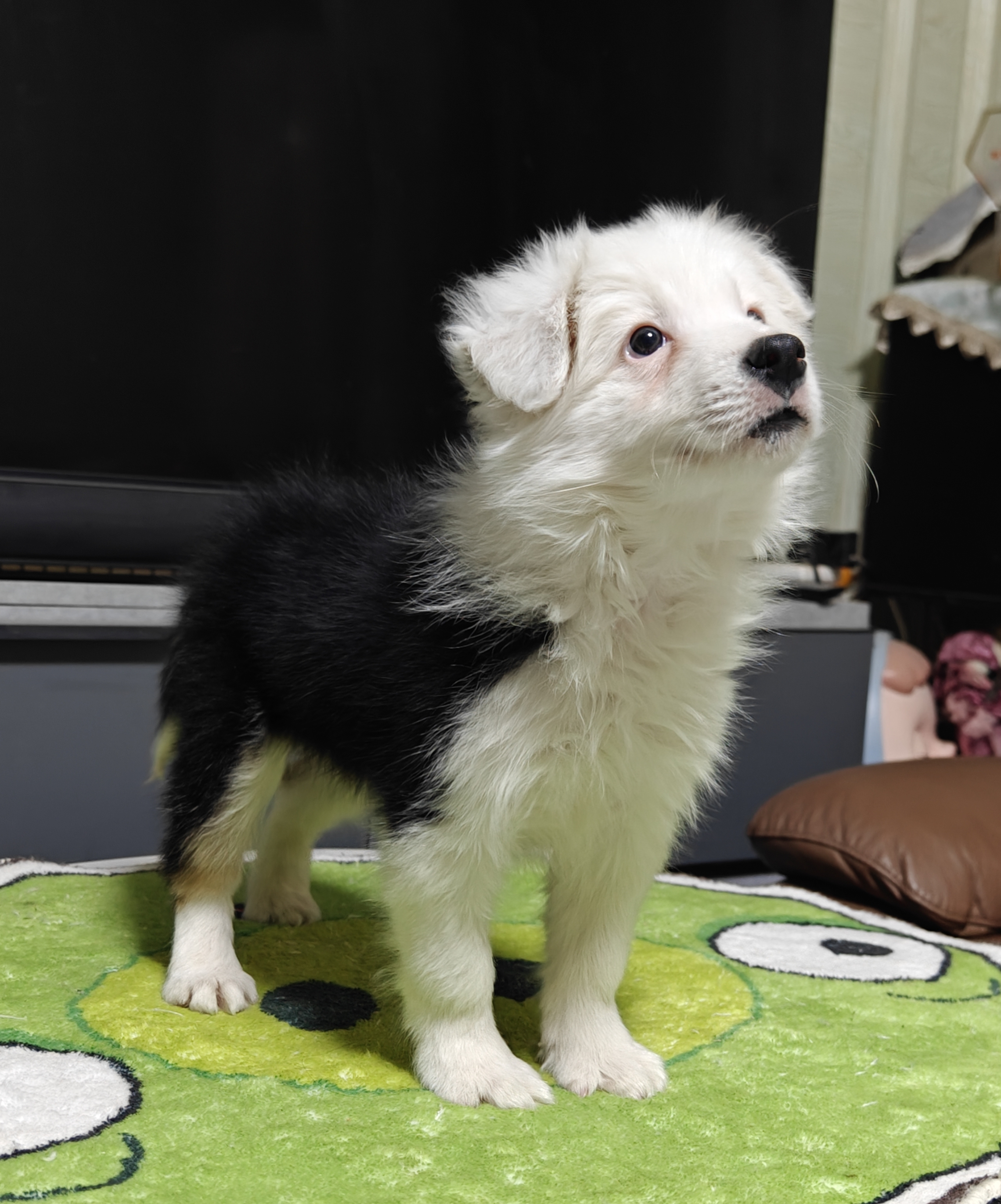 白头个性边牧弟弟